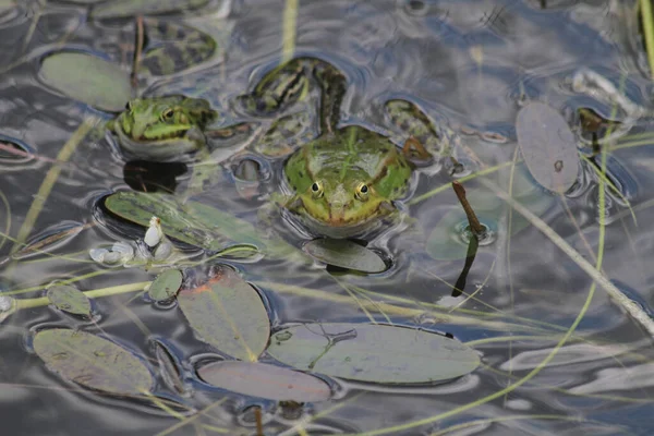 Göldeki Sudaki Yeşil Kurbağa — Stok fotoğraf