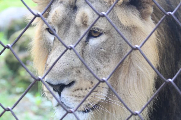 Trauriger Löwe Gefängnis Der Menschen — Stockfoto