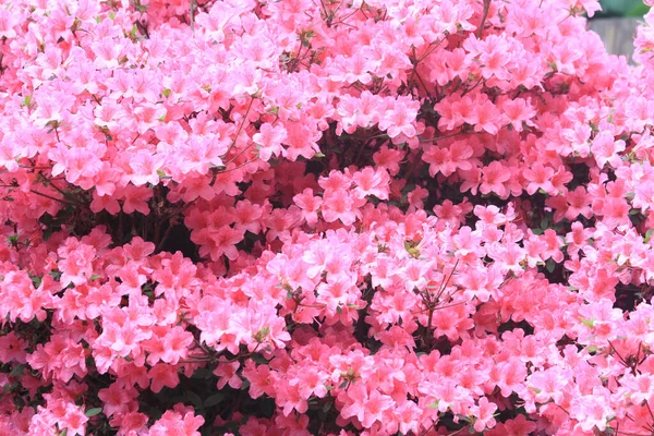 Azalee Blumen Textur Als Schöne Natürliche Hintergrund — Stockfoto