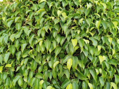 Ficus benjamina bitki dokusu güzel doğal bir arka plan.