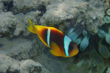 Kızıl Deniz 'den Nemo balığı