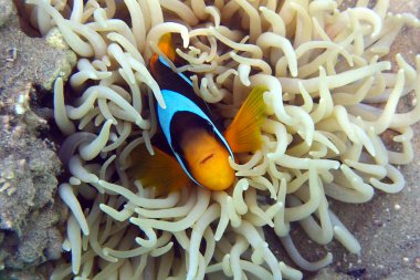 Kızıl Deniz 'den Nemo balığı