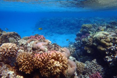 Kızıl Deniz 'deki mercan resifi Mısır