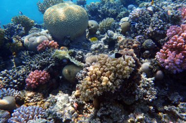 Kızıl Deniz 'deki mercan resifi Mısır