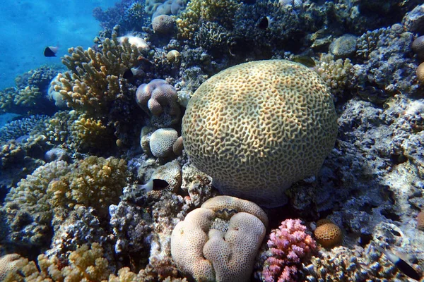 Recifes Coral Mar Vermelho Egito — Fotografia de Stock
