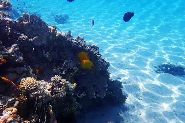Arrecife Coral Mar Rojo Egipto — Foto de Stock