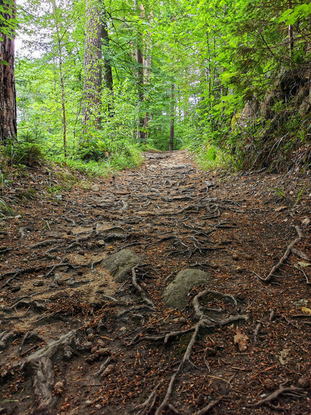 path in the green forest as nice natural background