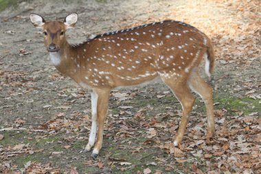 Genç vahşi geyik sonbahar ormanında