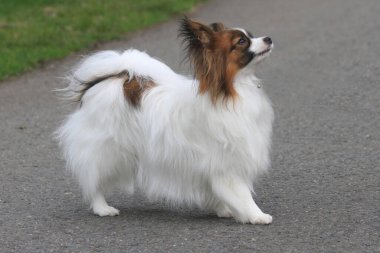 Pappilon köpeği parkta yürüyor.