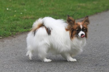 Pappilon köpeği parkta yürüyor.