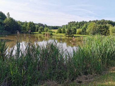 Açık arazide küçük bir Çek gölü. 