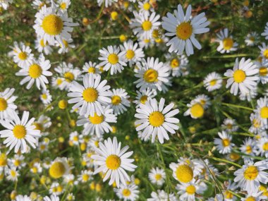 fresh camomile flowers as very nice natural background clipart