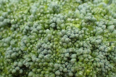 Taze brokoli sebzesi çok güzel bir yemek geçmişi var.