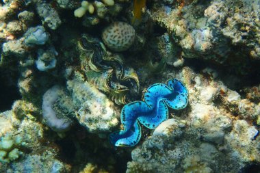 Kızıl Deniz 'den Dev İstiridye