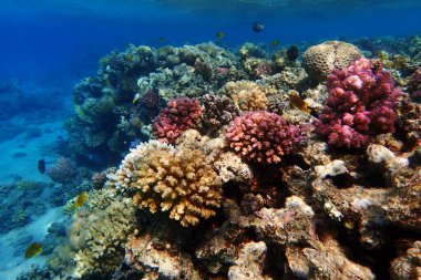 Kızıl Deniz 'deki mercan resifi Mısır