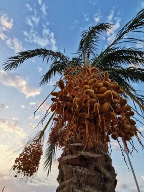 Mısır 'dan meyvelerle dolu hurma ağacı.