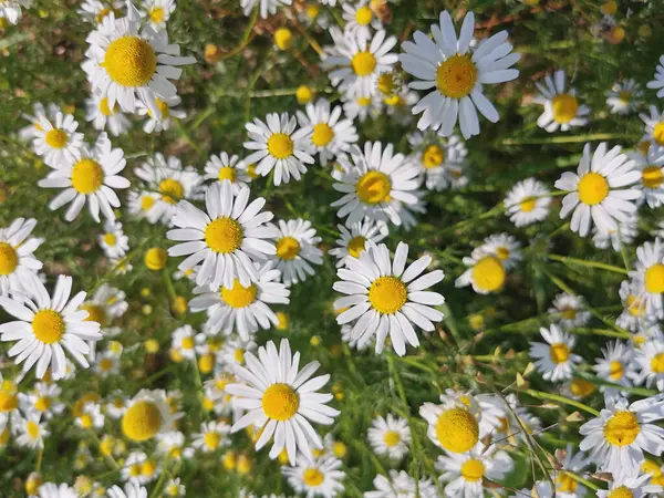Färska Kamomill Blommor Som Mycket Trevlig Naturlig Bakgrund Stockbild