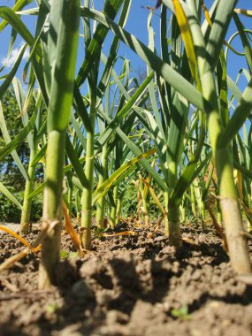 Çiftlikteki pırasa bitkisi çok güzel bir yemek geçmişi var.