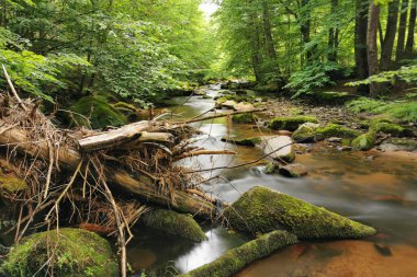 Yeşil bahar çeçeği ormanında küçük bir nehir