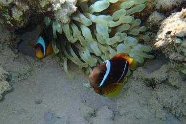 Kızıl Deniz 'den Nemo balığı