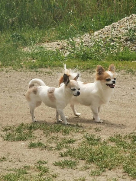 Chihuahuas Marcher Ensemble Dans Grand Jardin — Photo
