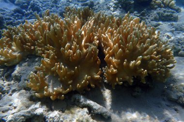 Kızıl denizden gelen mercan Makadi Körfezi