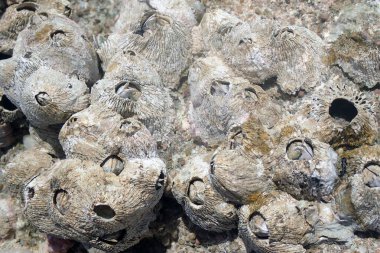 Kızıldeniz 'den gelen sirripedi su hayvanı Mısır