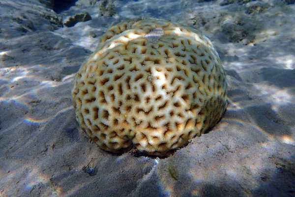 Кораллы Залива Макади — стоковое фото