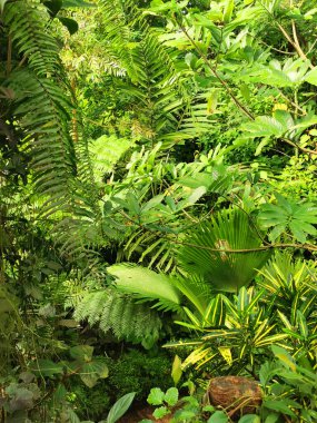 Tropikal yeşil orman Sabah baharı