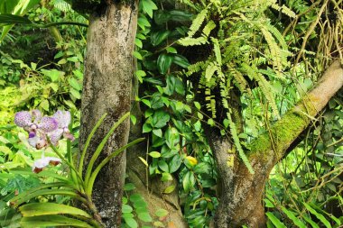 Tropikal yeşil orman Sabah baharı