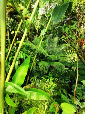 Tropikal yeşil orman Sabah baharı