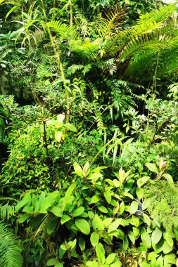 Tropikal yeşil orman Sabah baharı