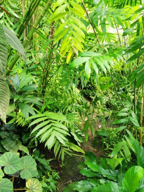 Tropikal yeşil orman Sabah baharı