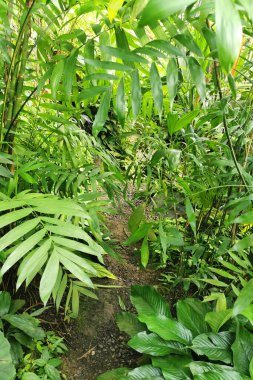 Tropikal yeşil orman Sabah baharı