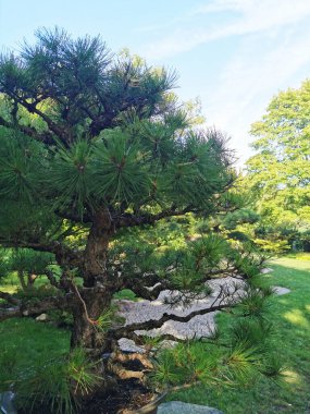 Çekoslovakya 'daki güzel yeşil bahar bahçesi.