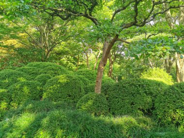 Çekoslovakya 'daki güzel yeşil bahar bahçesi.