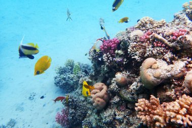 Kızıl Deniz 'deki mercan resifi Mısır