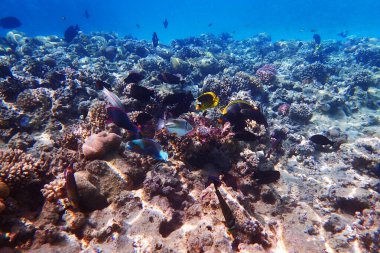 Kızıl Deniz 'deki mercan resifi Mısır