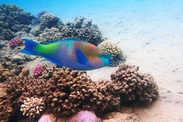 color parrot fish from the egypt makadi bay