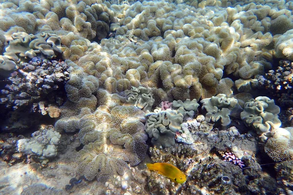 coral reef in the Red Sea Egypt