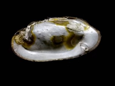 Eski hasarlı ahşap yüzey çok güzel bir arka plan.