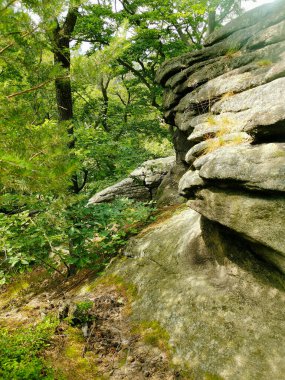 Czech yeşil bahar ormanı güzel bir arka plan.
