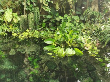 Tropikal yeşil orman Sabah baharı