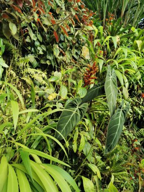 Tropikal yeşil orman Sabah baharı