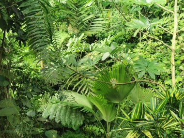 Tropikal yeşil orman Sabah baharı