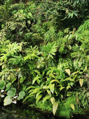 Tropikal yeşil orman Sabah baharı