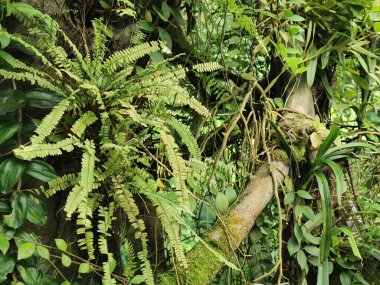 Tropikal yeşil orman Sabah baharı