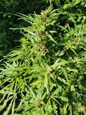 Marihuana bitkisi doğada güzel bir arka plan.