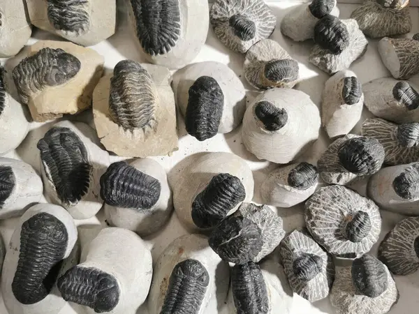 Muy Bonita Colección Trilobite Como Fondo Natural Fotos de stock libres de derechos