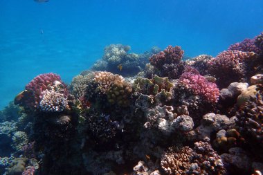 Kızıl Deniz 'deki mercan resifi Mısır